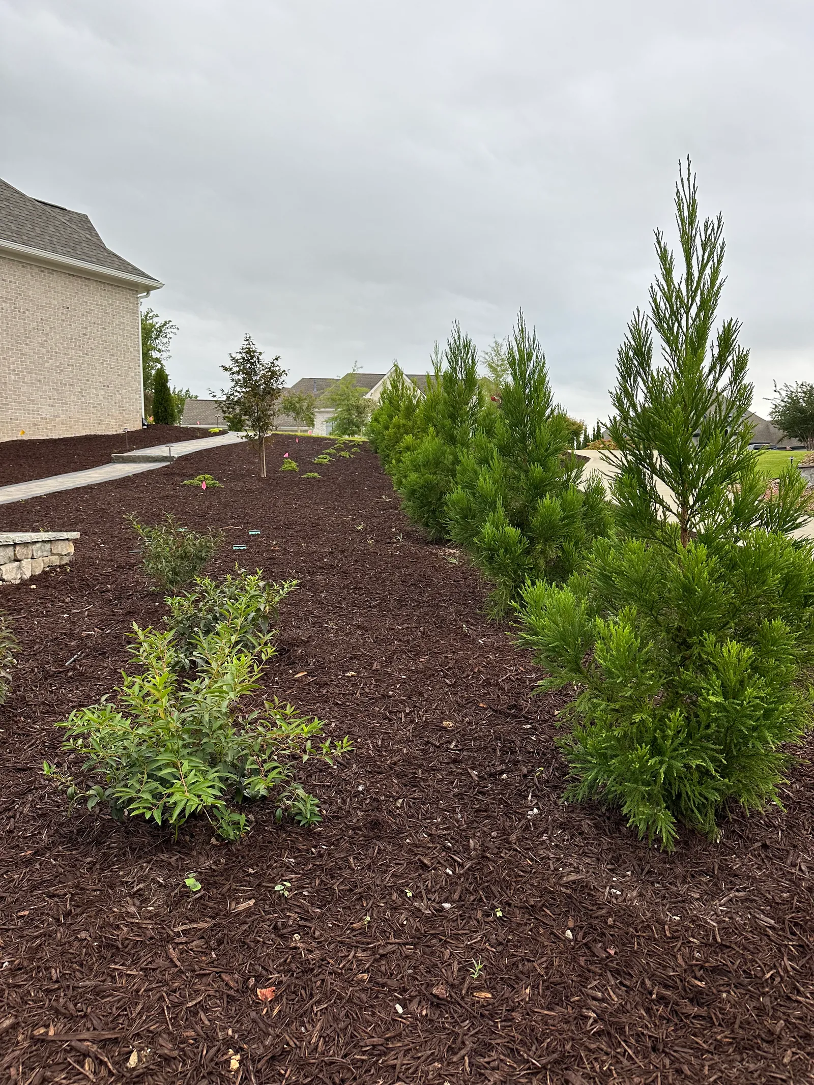 Freshly planted row of evergreen shrubs beside a paver walkway on a landscaped slope